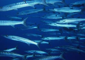 東京汐留の快適な滞在を提供するホテルの魅力と詳細情報