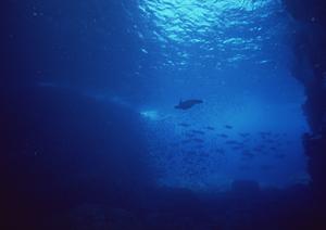 静岡市中心の贅沢な日本料理体験｜中島屋グランドホテル日本料理四季の魅力と特徴