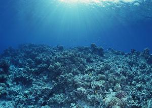 ゴルフ会員権の売買代行を行う会社です